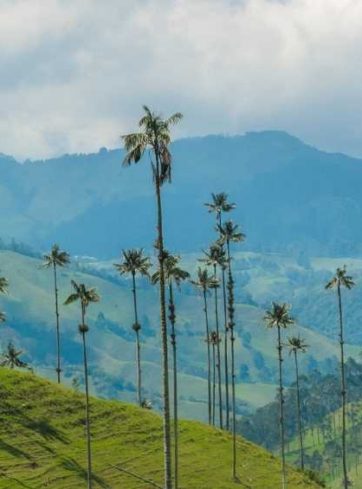 Tour a eje cafetero Valle del Cocora Quindío